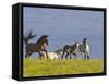 Wild Horses Running, Theodore Roosevelt National Park, North Dakota, USA-Chuck Haney-Framed Stretched Canvas