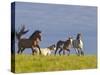 Wild Horses Running, Theodore Roosevelt National Park, North Dakota, USA-Chuck Haney-Stretched Canvas