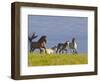 Wild Horses Running, Theodore Roosevelt National Park, North Dakota, USA-Chuck Haney-Framed Photographic Print