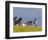 Wild Horses Running, Theodore Roosevelt National Park, North Dakota, USA-Chuck Haney-Framed Photographic Print