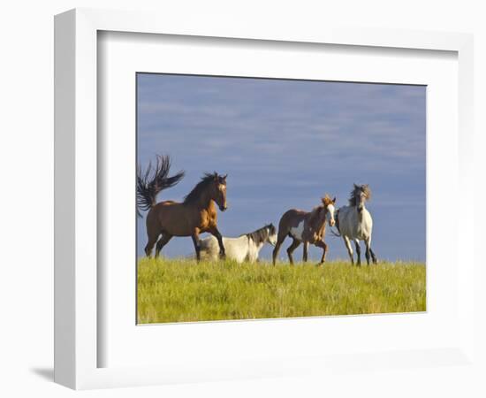 Wild Horses Running, Theodore Roosevelt National Park, North Dakota, USA-Chuck Haney-Framed Photographic Print