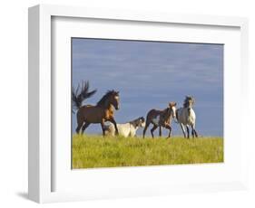 Wild Horses Running, Theodore Roosevelt National Park, North Dakota, USA-Chuck Haney-Framed Photographic Print