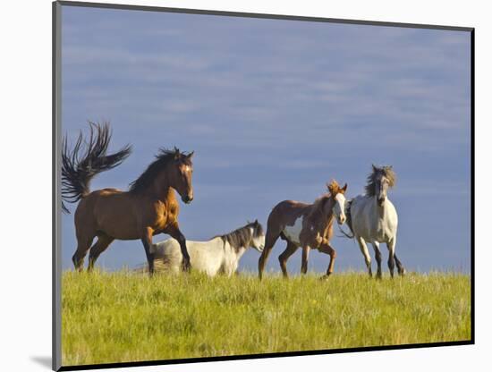Wild Horses Running, Theodore Roosevelt National Park, North Dakota, USA-Chuck Haney-Mounted Photographic Print