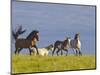 Wild Horses Running, Theodore Roosevelt National Park, North Dakota, USA-Chuck Haney-Mounted Photographic Print