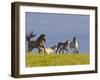 Wild Horses Running, Theodore Roosevelt National Park, North Dakota, USA-Chuck Haney-Framed Photographic Print