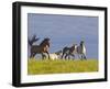 Wild Horses Running, Theodore Roosevelt National Park, North Dakota, USA-Chuck Haney-Framed Photographic Print