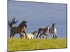 Wild Horses Running, Theodore Roosevelt National Park, North Dakota, USA-Chuck Haney-Mounted Photographic Print