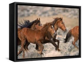 Wild Horses Running Through Desert, CA-Inga Spence-Framed Stretched Canvas