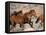 Wild Horses Running Through Desert, CA-Inga Spence-Framed Stretched Canvas