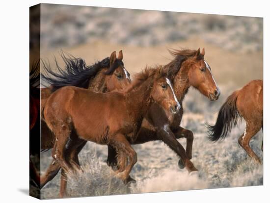 Wild Horses Running Through Desert, CA-Inga Spence-Stretched Canvas