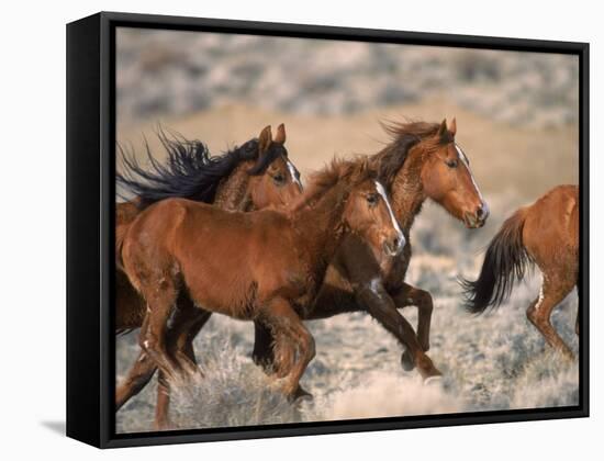 Wild Horses Running Through Desert, CA-Inga Spence-Framed Stretched Canvas