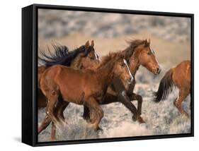 Wild Horses Running Through Desert, CA-Inga Spence-Framed Stretched Canvas