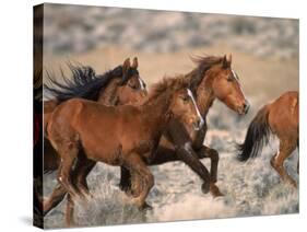 Wild Horses Running Through Desert, CA-Inga Spence-Stretched Canvas