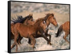 Wild Horses Running Through Desert, CA-Inga Spence-Framed Stretched Canvas