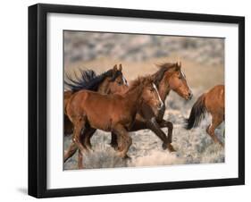 Wild Horses Running Through Desert, CA-Inga Spence-Framed Premium Photographic Print