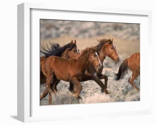 Wild Horses Running Through Desert, CA-Inga Spence-Framed Premium Photographic Print