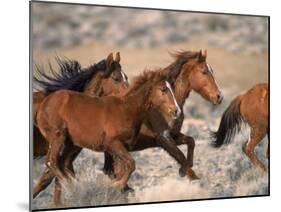 Wild Horses Running Through Desert, CA-Inga Spence-Mounted Premium Photographic Print