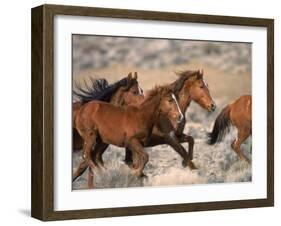 Wild Horses Running Through Desert, CA-Inga Spence-Framed Photographic Print