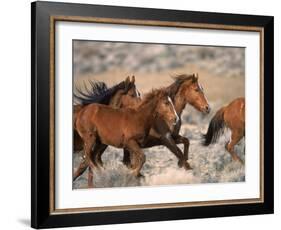 Wild Horses Running Through Desert, CA-Inga Spence-Framed Photographic Print