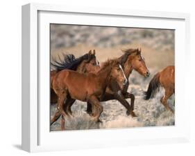 Wild Horses Running Through Desert, CA-Inga Spence-Framed Photographic Print