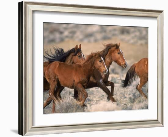 Wild Horses Running Through Desert, CA-Inga Spence-Framed Photographic Print