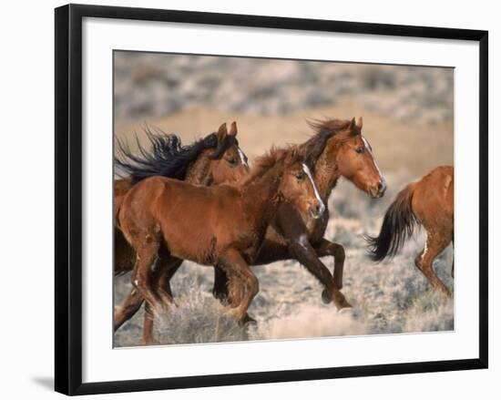 Wild Horses Running Through Desert, CA-Inga Spence-Framed Photographic Print