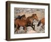 Wild Horses Running Through Desert, CA-Inga Spence-Framed Photographic Print