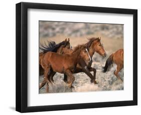 Wild Horses Running Through Desert, CA-Inga Spence-Framed Photographic Print