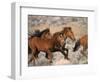 Wild Horses Running Through Desert, CA-Inga Spence-Framed Photographic Print