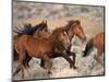 Wild Horses Running Through Desert, CA-Inga Spence-Mounted Photographic Print