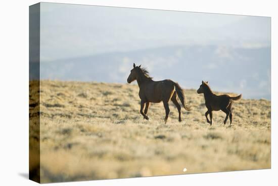 Wild Horses Running-DLILLC-Stretched Canvas