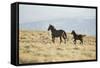 Wild Horses Running-DLILLC-Framed Stretched Canvas