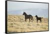 Wild Horses Running-DLILLC-Framed Stretched Canvas