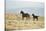 Wild Horses Running-DLILLC-Stretched Canvas