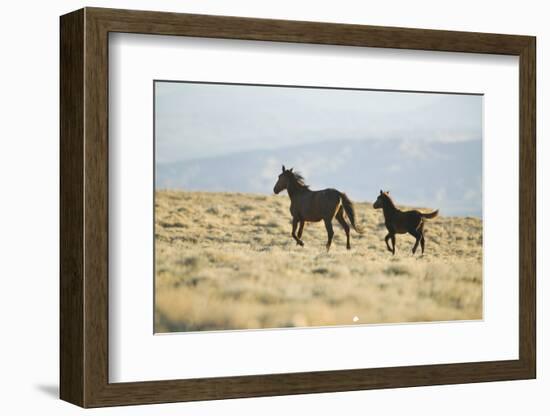 Wild Horses Running-DLILLC-Framed Photographic Print