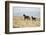 Wild Horses Running-DLILLC-Framed Photographic Print