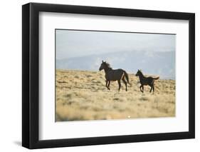 Wild Horses Running-DLILLC-Framed Photographic Print