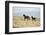 Wild Horses Running-DLILLC-Framed Photographic Print