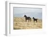 Wild Horses Running-DLILLC-Framed Photographic Print