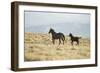 Wild Horses Running-DLILLC-Framed Photographic Print