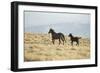 Wild Horses Running-DLILLC-Framed Photographic Print