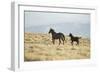 Wild Horses Running-DLILLC-Framed Photographic Print