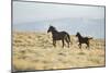 Wild Horses Running-DLILLC-Mounted Photographic Print