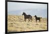 Wild Horses Running-DLILLC-Framed Photographic Print