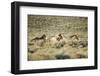 Wild Horses Running-DLILLC-Framed Photographic Print