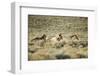 Wild Horses Running-DLILLC-Framed Photographic Print