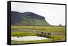 Wild Horses, South Iceland, Iceland, Polar Regions-Yadid Levy-Framed Stretched Canvas