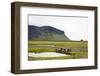 Wild Horses, South Iceland, Iceland, Polar Regions-Yadid Levy-Framed Photographic Print