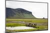 Wild Horses, South Iceland, Iceland, Polar Regions-Yadid Levy-Mounted Photographic Print