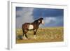 Wild Horses. Steens Mountains, Oregon-Ken Archer-Framed Photographic Print